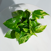 Money Plant Green